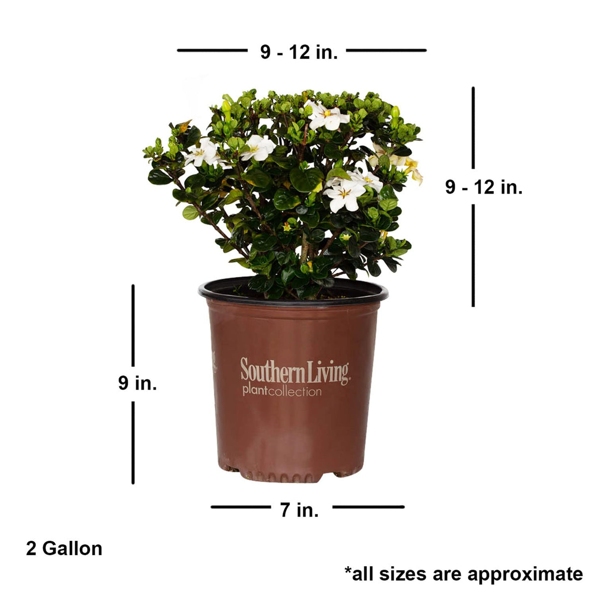 2 Gallon Fragrant White Flowers Evergreen Shrub G5570