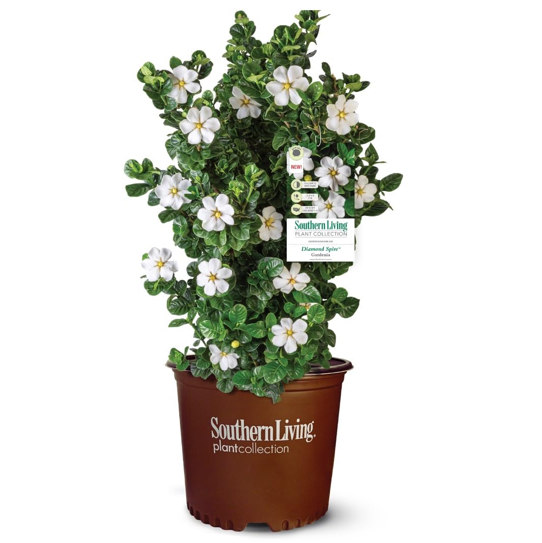 2 Gallon Fragrant White Flowers Evergreen Shrub G5570
