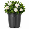 Extra Large 3 Gallon Gardenia Plant N1716