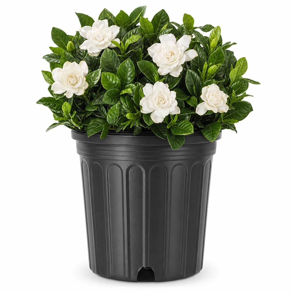 Extra Large 3 Gallon Gardenia Plant N1716