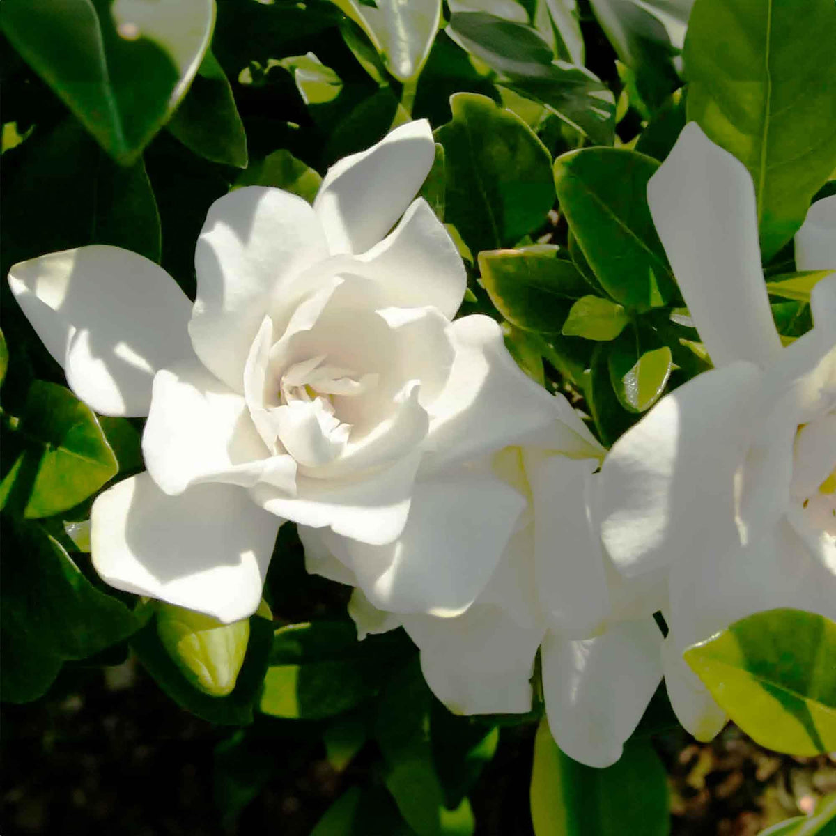Gardenia Live Plant 1 Gallon N26137