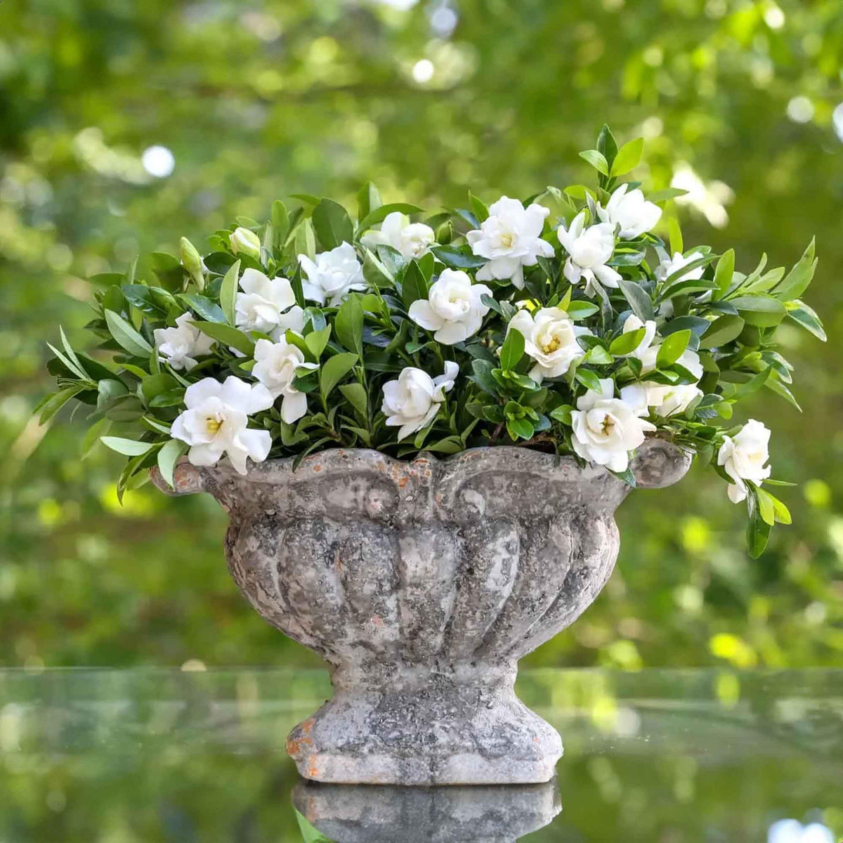 Gardenia Live Plant 1 Gallon N26137