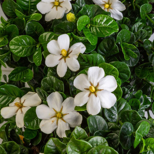 2 Gallon Fragrant White Flowers Evergreen Shrub G5570