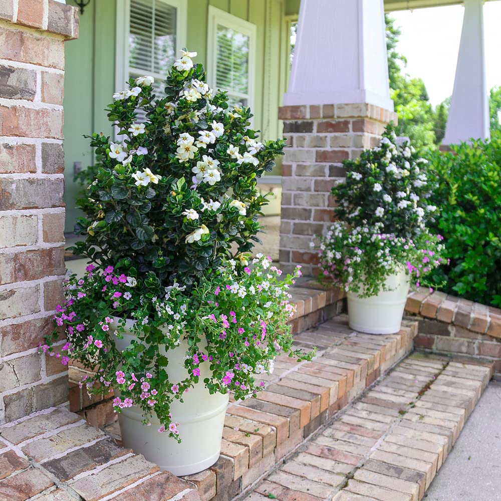2 Gallon Fragrant White Flowers Evergreen Shrub G5570