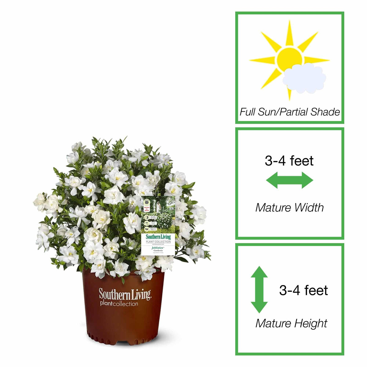 Gardenia Live Plant 1 Gallon N26137
