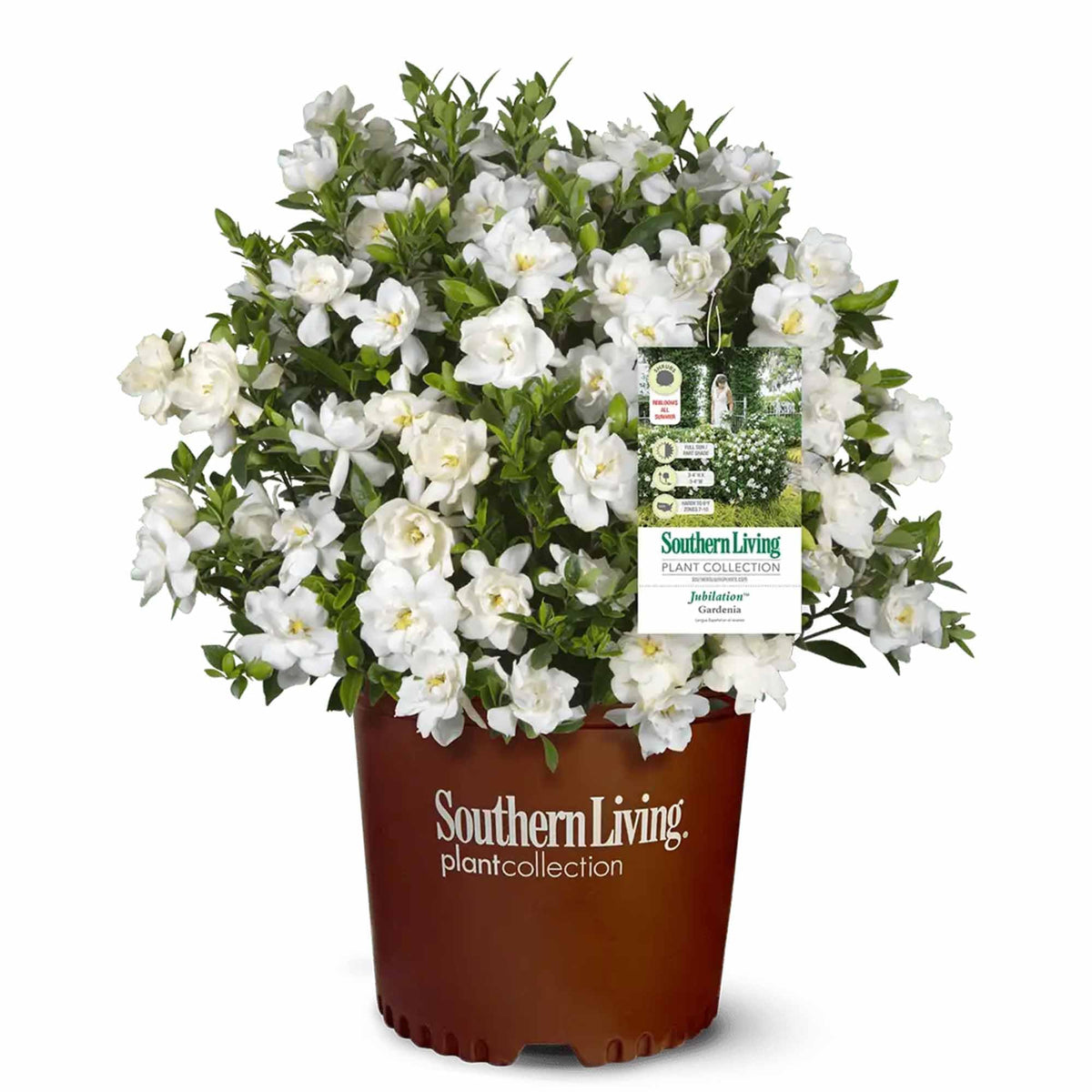 Gardenia Live Plant 1 Gallon N26137